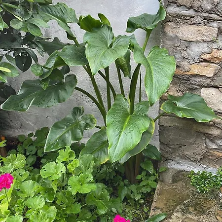 Antica Gergei